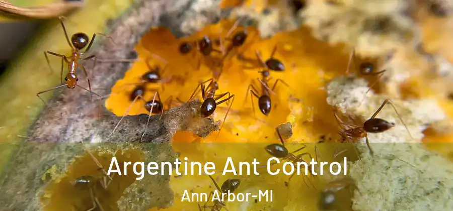Argentine Ant Control Ann Arbor-MI