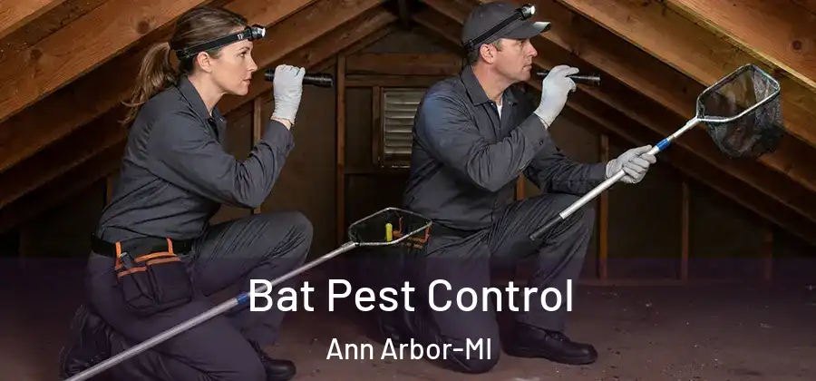 Bat Pest Control Ann Arbor-MI