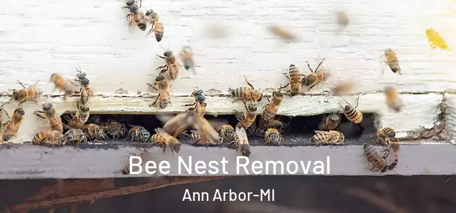 Bee Nest Removal Ann Arbor-MI