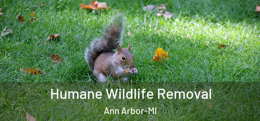  Humane Wildlife Removal Ann Arbor-MI