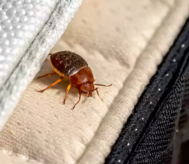 Trusted Bed Bug Prevention Specialists in Ann Arbor, MI