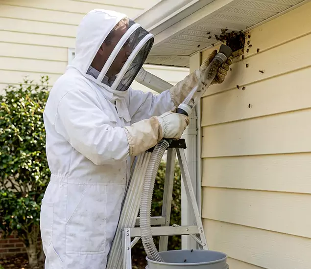 Your Affordable Bee Removal Company in Ann Arbor, MI