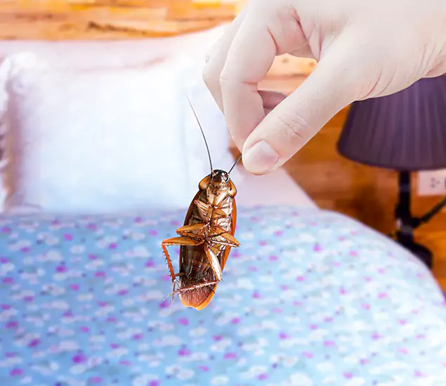 Expert Roach Control Services: Your Cockroach Pest Control in Ann Arbor, MI