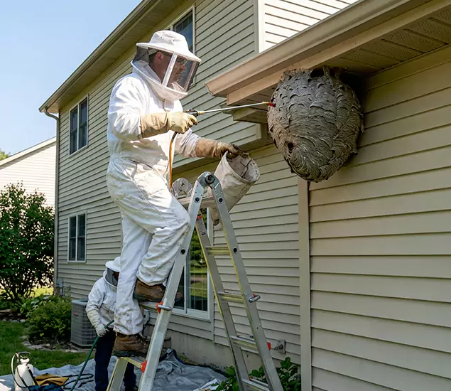 Expert Wasp Nest Removal: Your Local Wasp Nest Removal Company in Ann Arbor, MI