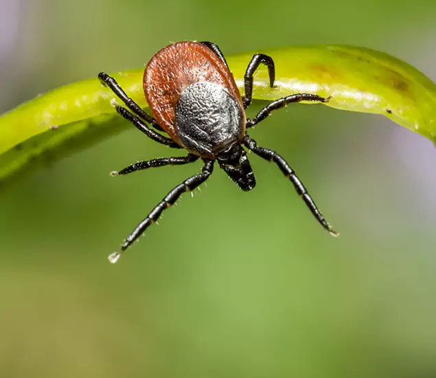 Your Trusted Tick Pest Control in Ann Arbor, MI