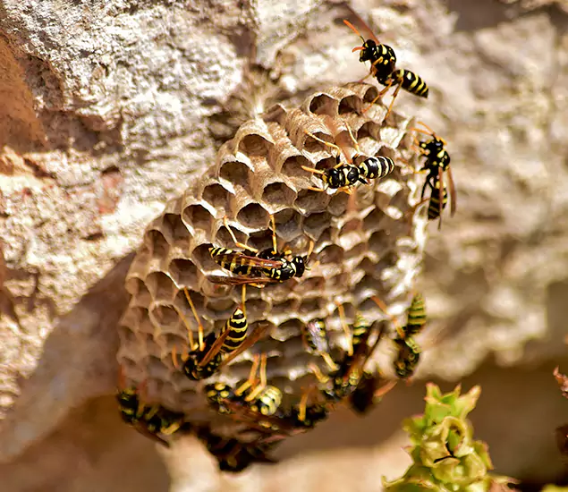 Your Best Wasp Removal Company in Ann Arbor, MI