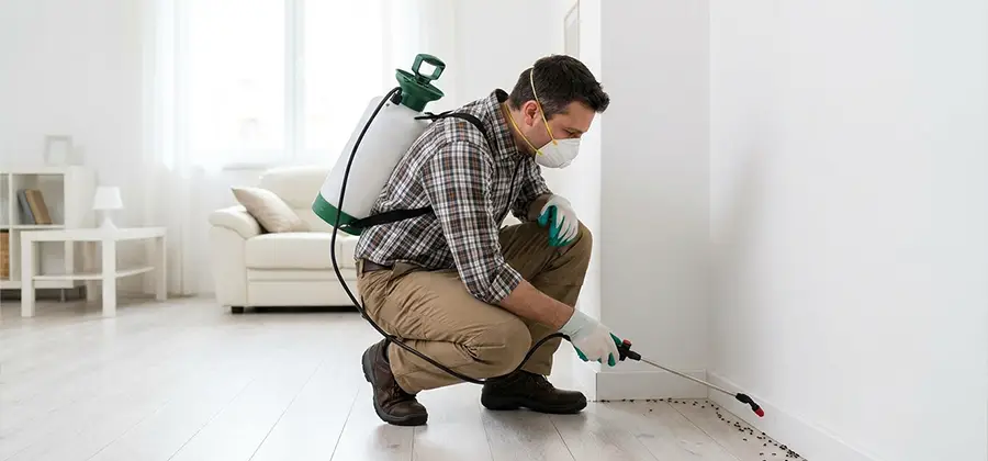 Seasonal Ant Infestation Control in Ann Arbor