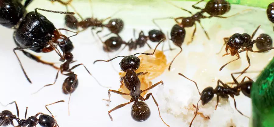 Argentine Ant Barrier Treatment in Ann Arbor