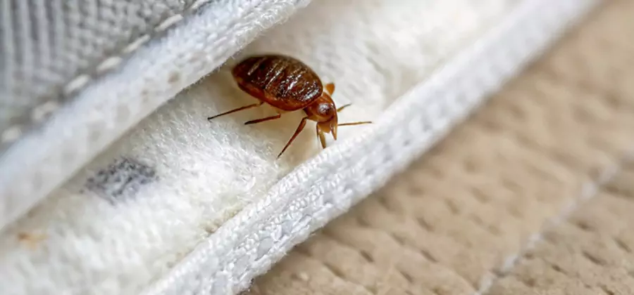 Tenting Bed Bug Fumigation in Ann Arbor