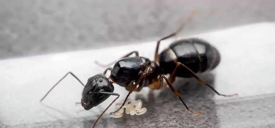 Black Ants in Kitchen Elimination in Ann Arbor