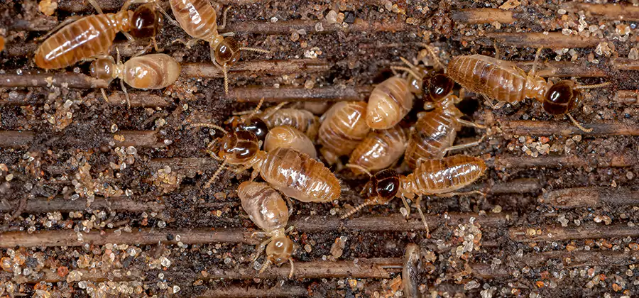 Bora Care Residential Termite Control in Ann Arbor