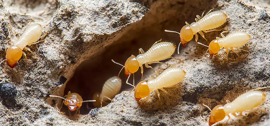 Termite Exterminator Services in Ann Arbor