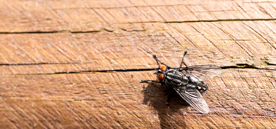 Flying Ant Barrier Treatment in Ann Arbor