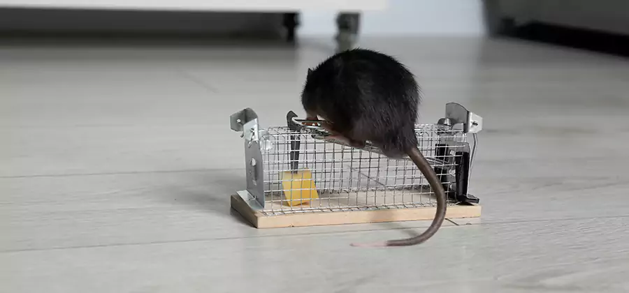 Mice in Attic Removal Ann Arbor