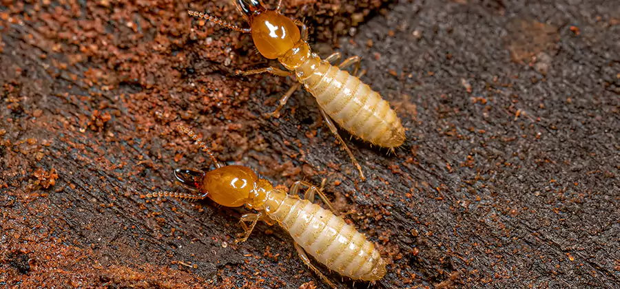 Structural Heat Termite Treatment in Ann Arbor