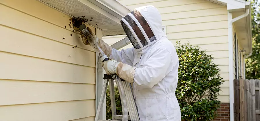 Wasp Nest in Wall Removal in Ann Arbor