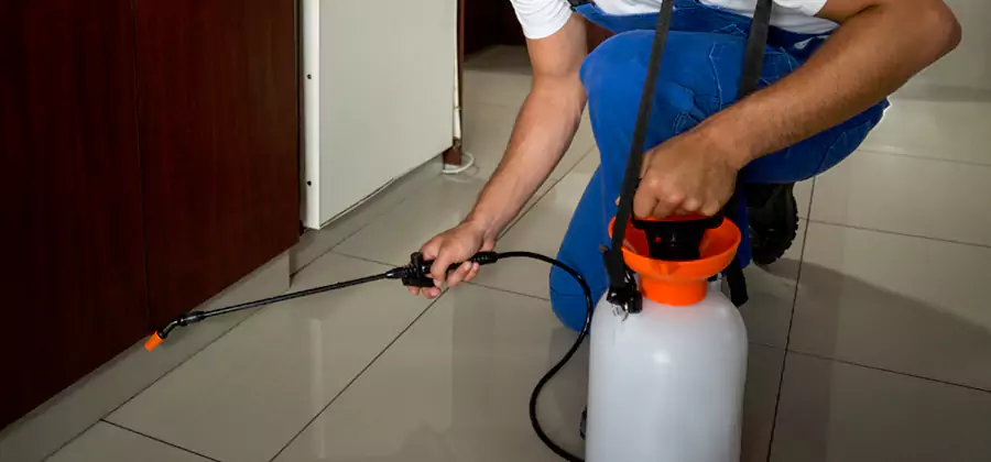 Indoor Insect Killer Solutions in Ann Arbor