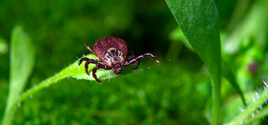 Tick Prevention for Yard in Ann Arbor