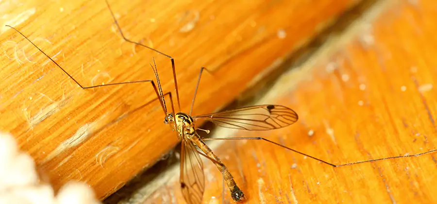 Exterior Mosquito Control in Ann Arbor