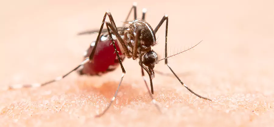 Indoor Mosquito Killer and Interior Control in Ann Arbor