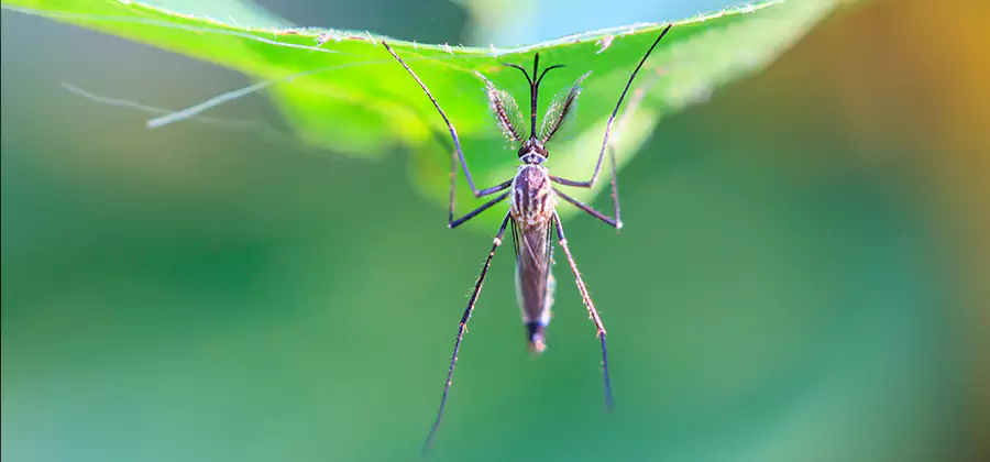 Home Defense Insect Killer in Ann Arbor
