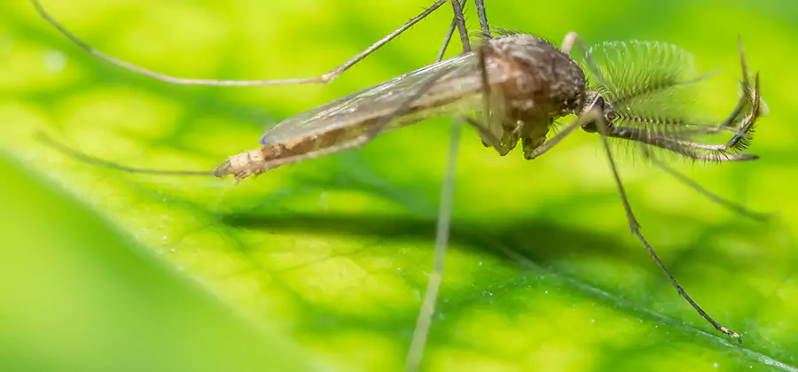 Herbal Mosquito Repellent Treatment in Ann Arbor