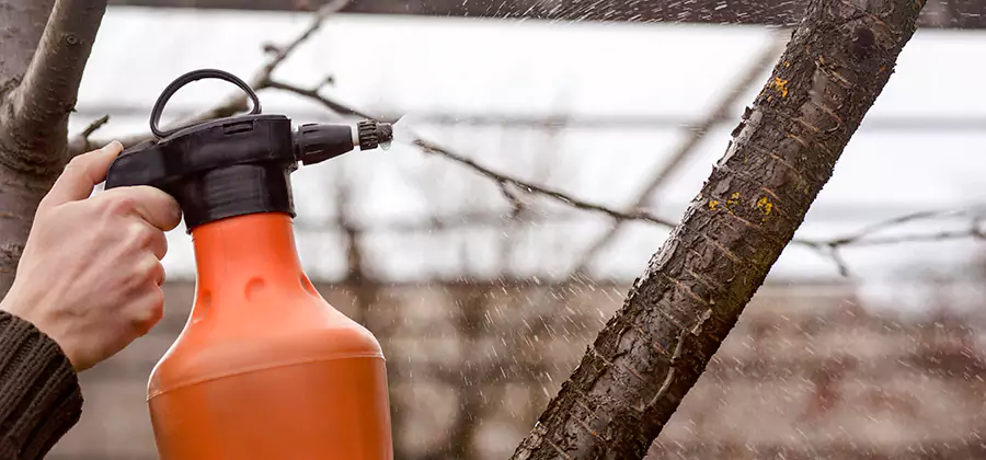 Orange Oil Structural Cavity Treatment in Ann Arbor