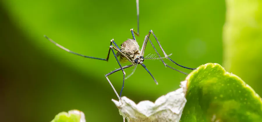 Natural Outdoor Mosquito Repellent in Ann Arbor