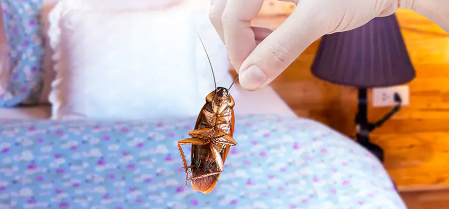 Bed Bug Inspection in Ann Arbor