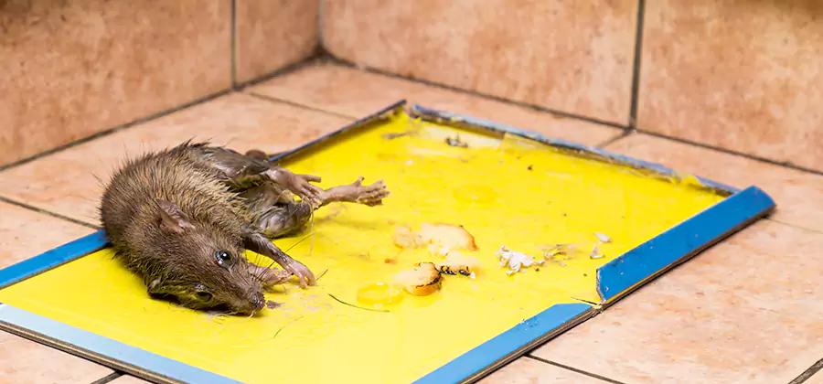 Rat Trapping Service In Ann Arbor