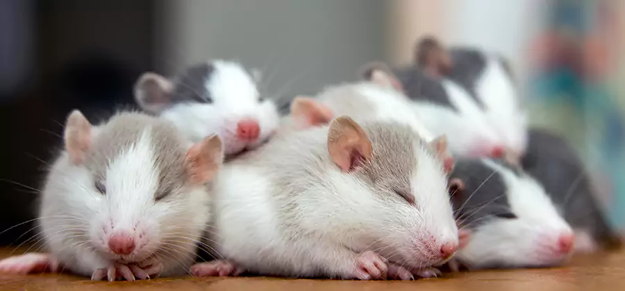 Rat Infestation Exclusion Service in Ann Arbor