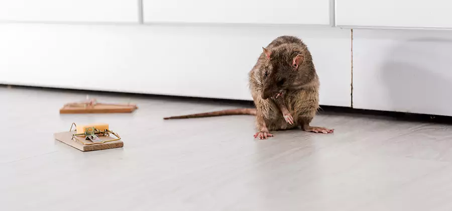 Rat Baiting Removal Service in Ann Arbor
