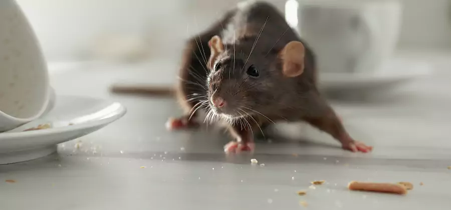 Attic Rat Exclusion Service in Ann Arbor
