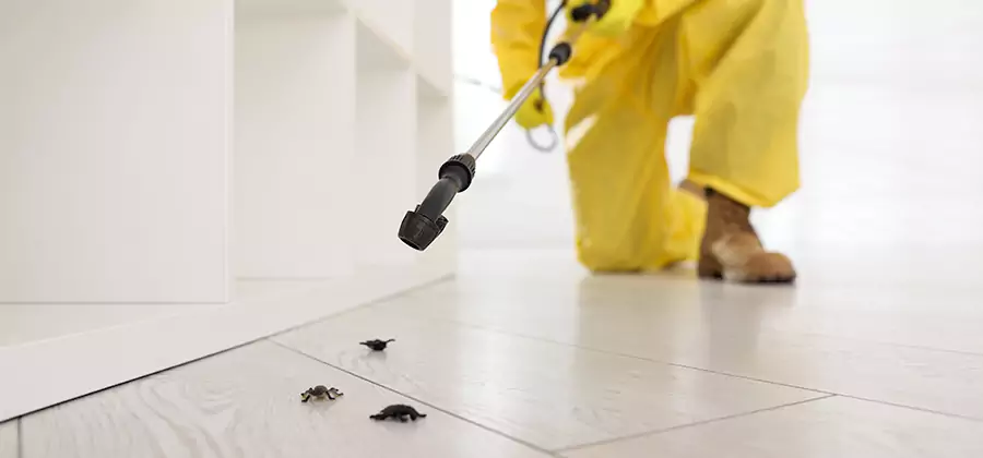 Roach and Bed Bug Exterminator in Ann Arbor