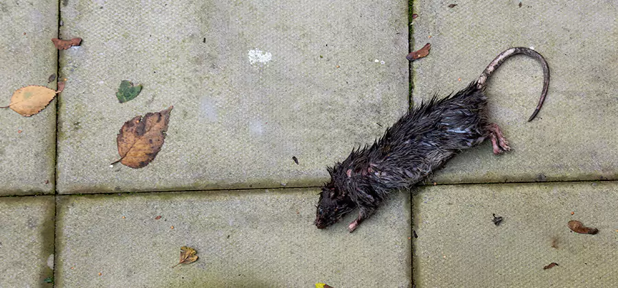 Rodent inspection service in Ann Arbor