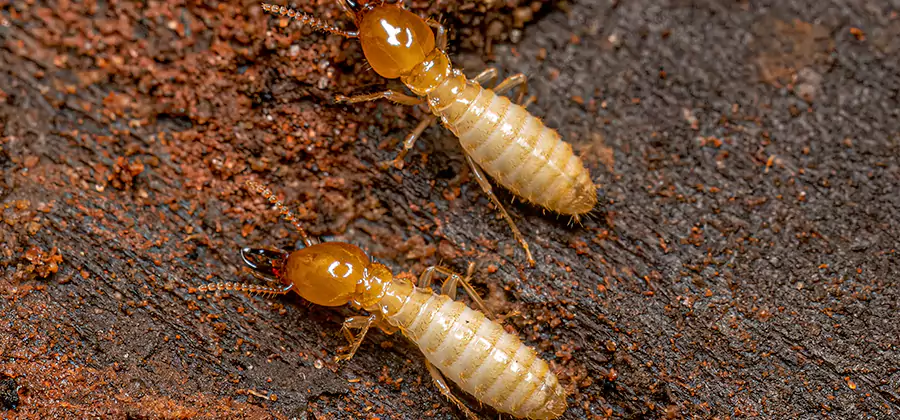 Sentricon Residential Termite Control in Ann Arbor