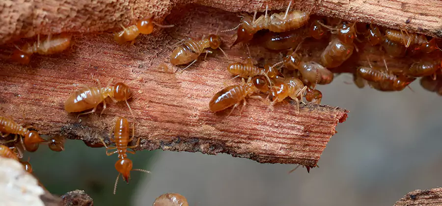 Perimeter Soil Termite Treatment in Ann Arbor