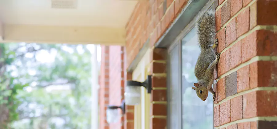 Squirrel Inside Walls Removal in Ann Arbor