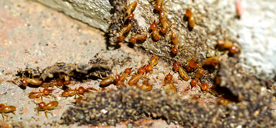 Wood Treatment and Localized Termite Solutions in Ann Arbor