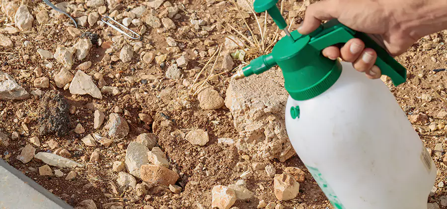 Heat Treatment Termite Cost in Ann Arbor