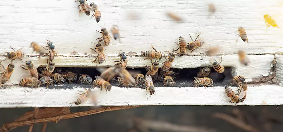 Residential Termite Fumigation in Ann Arbor
