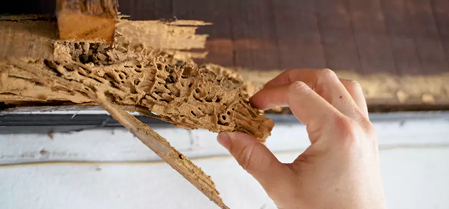 Pre-Purchase Termite Inspection in Ann Arbor
