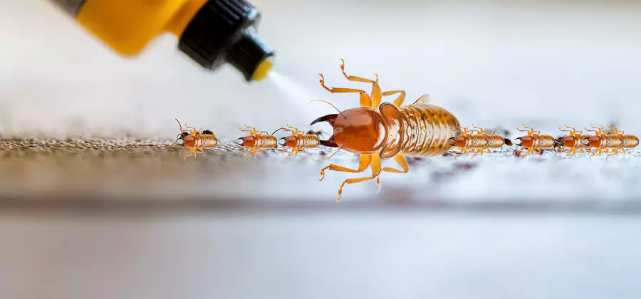 Foundation Termite Spraying Control in Ann Arbor