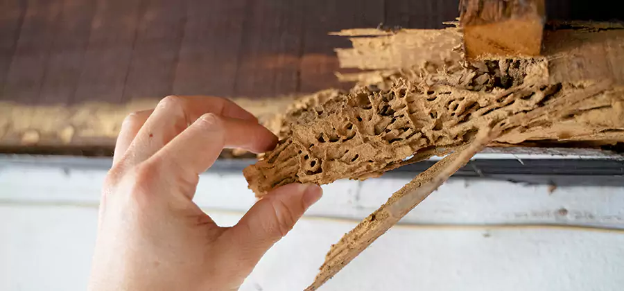 Pre-Construction Termite Treatment in Ann Arbor