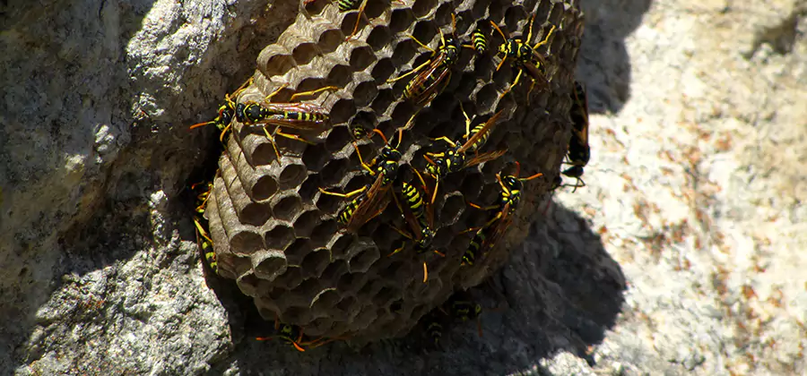 Wasp Nest in Tree Removal Ann Arbor