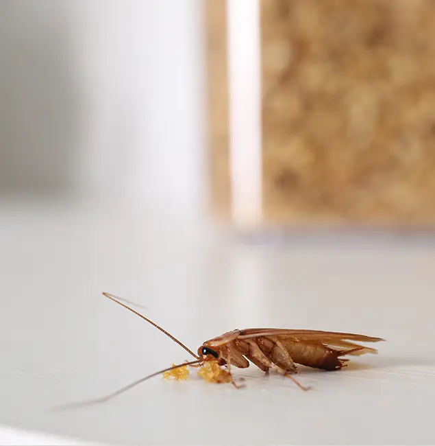 Why Ann Arbor Pest Control Pros Stands Out in Ann Arbor, MI?