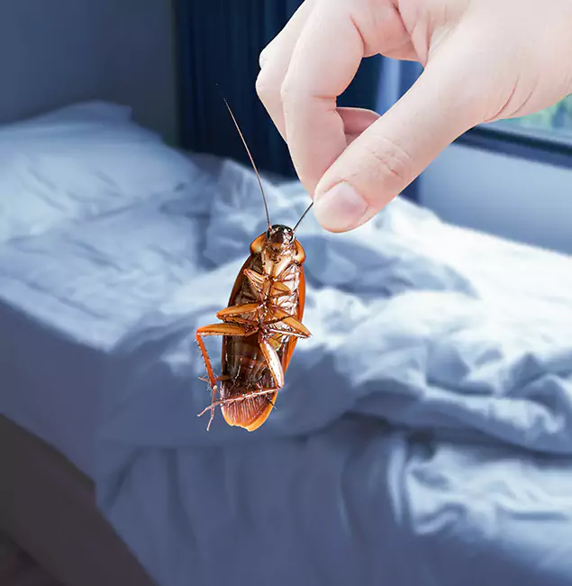 Why Choose Ann Arbor Pest Control Pros for Bed Bug Extermination in Ann Arbor, MI?