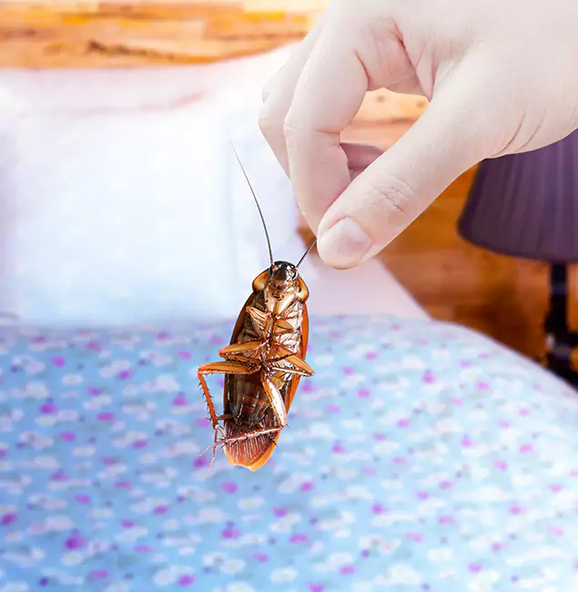 Why Choose Ann Arbor Pest Control Pros for Bed Bug Treatment in Ann Arbor, MI?