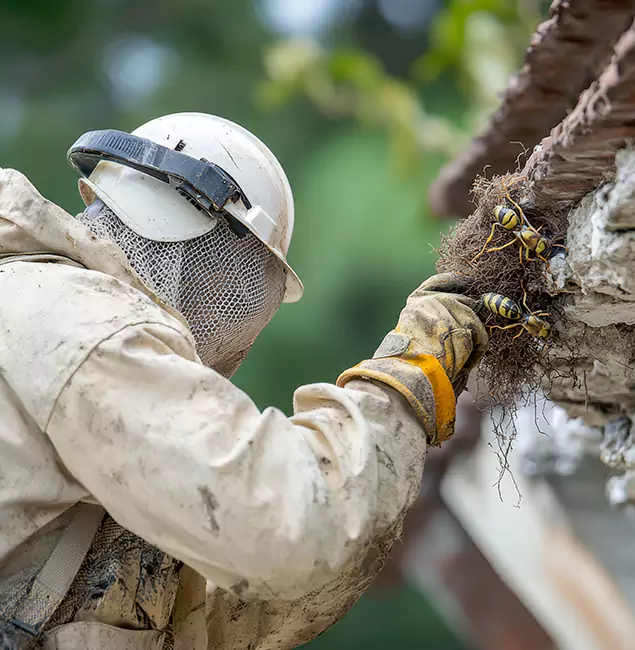 Why Ann Arbor Property Owners Choose Ann Arbor Pest Control Pros for Bee Exterminator?