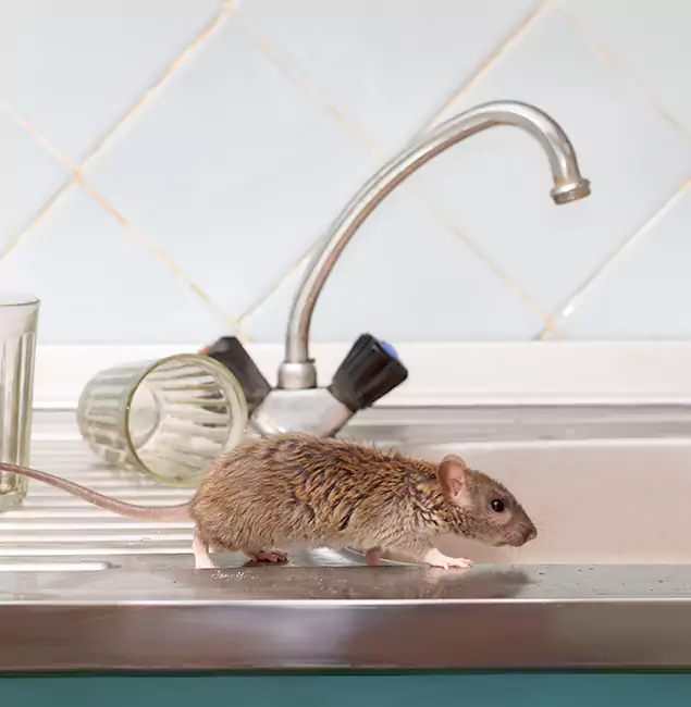 Why Ann Arbor, MI Trusts Ann Arbor Pest Control Pros for Humane Rodent Control?